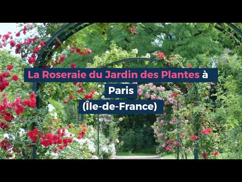 Vidéo: Comment Notre Roseraie Est Apparue Dans Notre Jardin