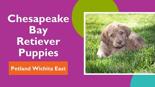 Pawdy Amazing Facts About The Chesapeake Bay Retriever That Will Make You Howl