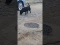 #dog #petsfofinhos cachorrinho # viral #