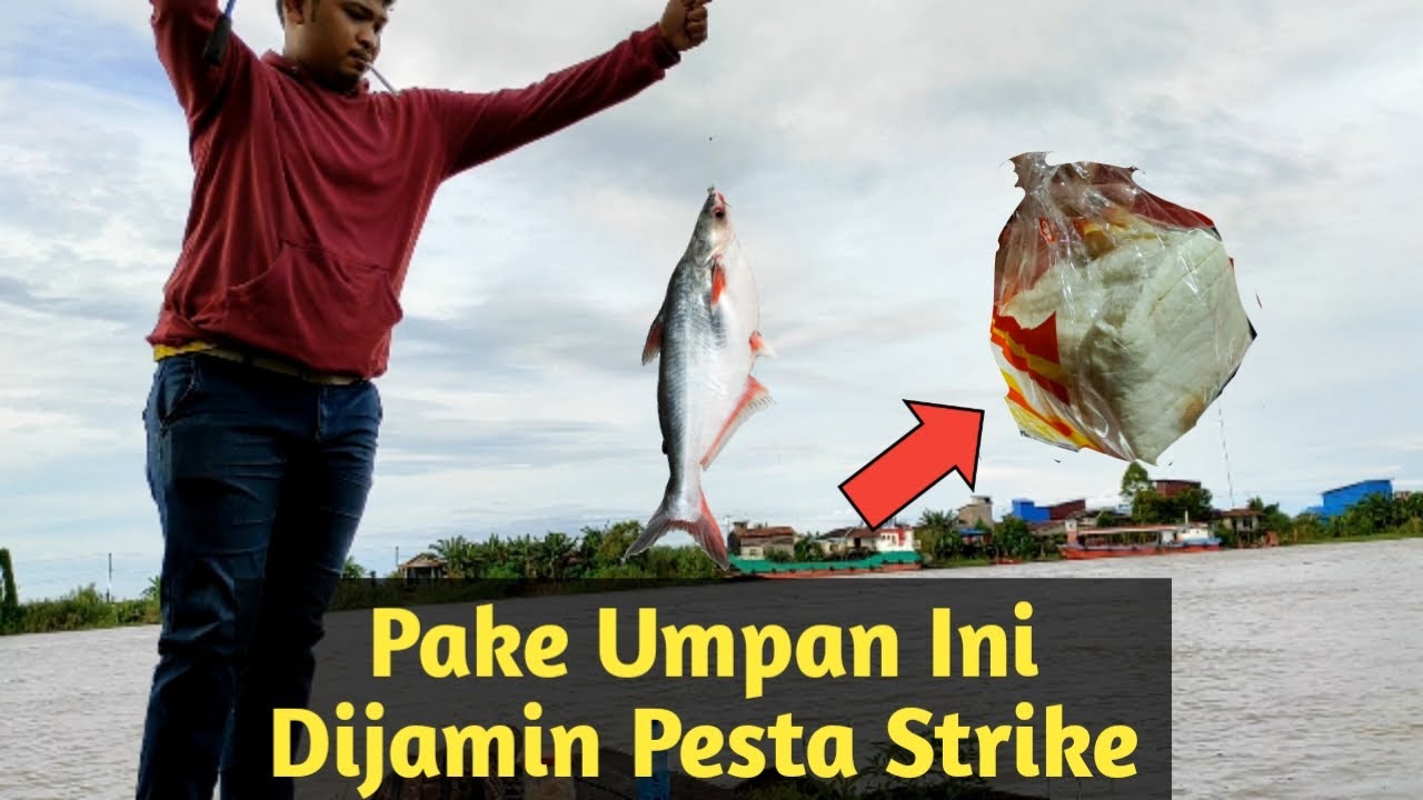 Cara Membuat Umpan Ikan Patin Sungai Dan Tahan Lama Saat Di Arus Sungai