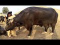 Pakistan Champion Bulls of Nili Ravi Buffalo Breed