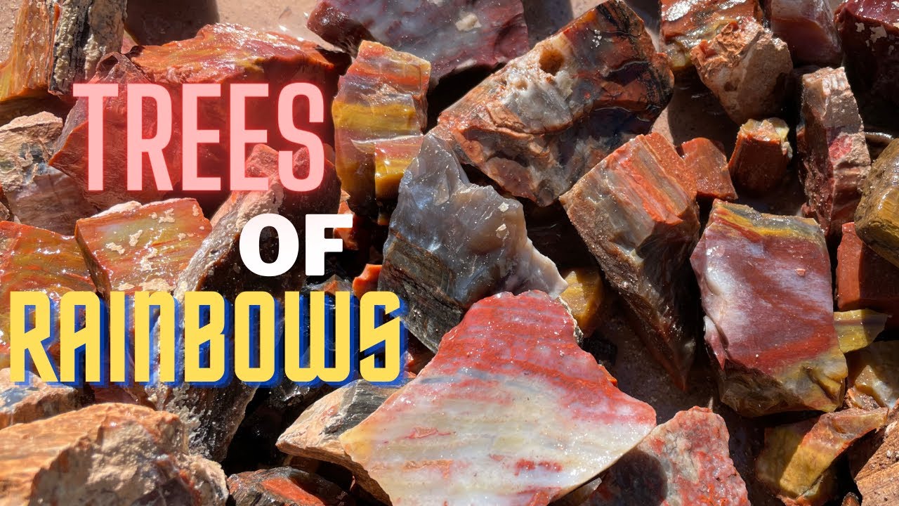 Копаем ямы и гоняемся за радугой — окаменевшее дерево Аризоны