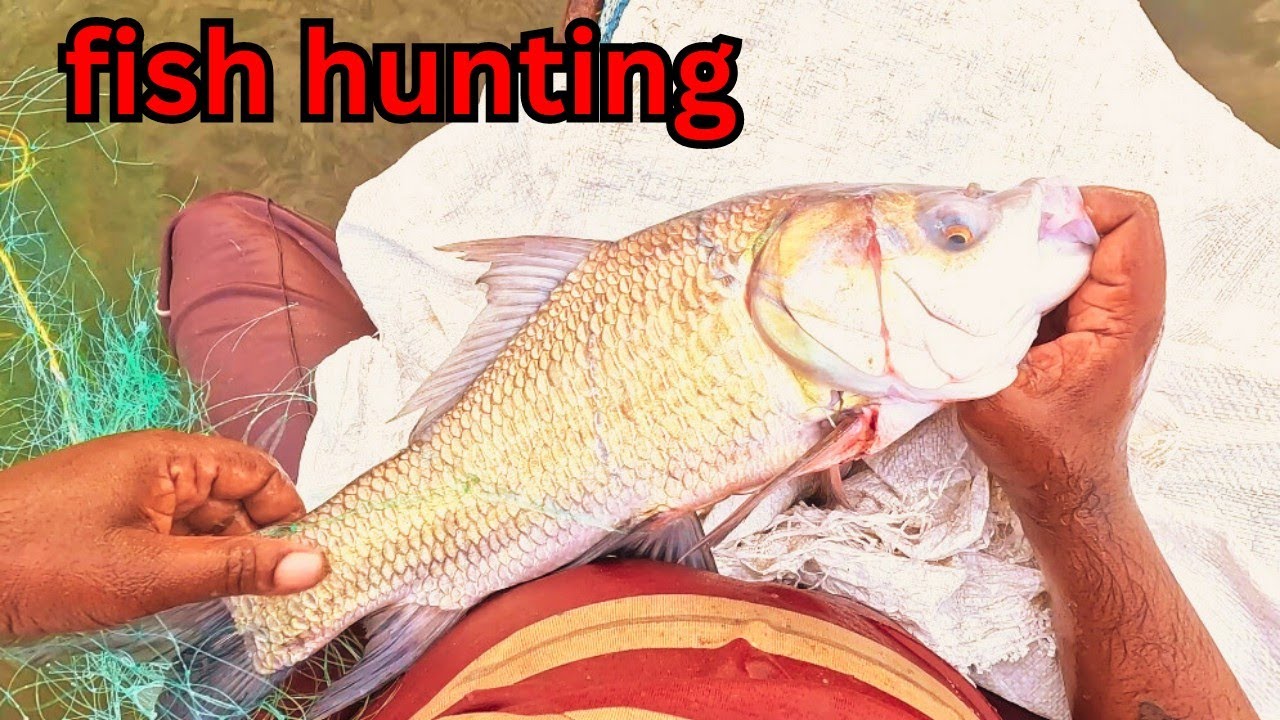 வலை விடும்போதே மாட்டியா மீன்கள் 😱 fish hunting in net #entertainment #fishing #lakefishing #fish