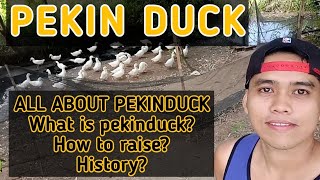 ANO ANG PEKIN DUCK? Alamin, Alagaan At Pagkakitaan