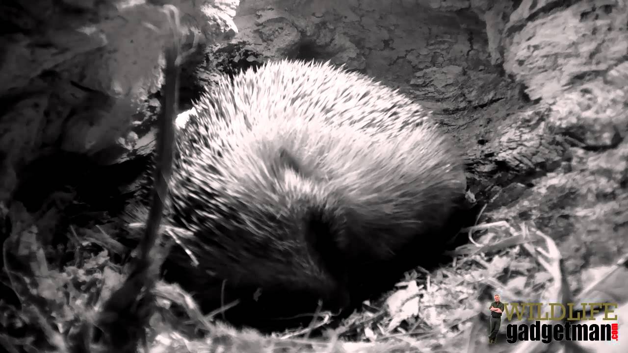 camera iphone 8 plus apk Hedgehog Snoozing In The HD Mammal Stump May 2015