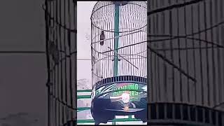 KONIN BUKA EKOR #short#kolibri_ninja #lomba_burung_berkicau