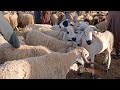 السوق الحد المنابهة الدارالبيضاء الرباط شيشاوة اكدير مراكش مغاربةالعالم العراق تونس سعودية السوق الحد المنابهة الدارالبيضاء الرباط شيشاوة اكدير مراكش مغاربةالعالم العراق تونس سعودية