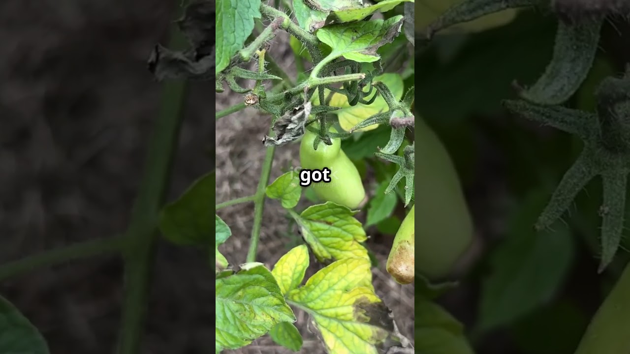 Tomatoes! The Medieval Poison Myth!