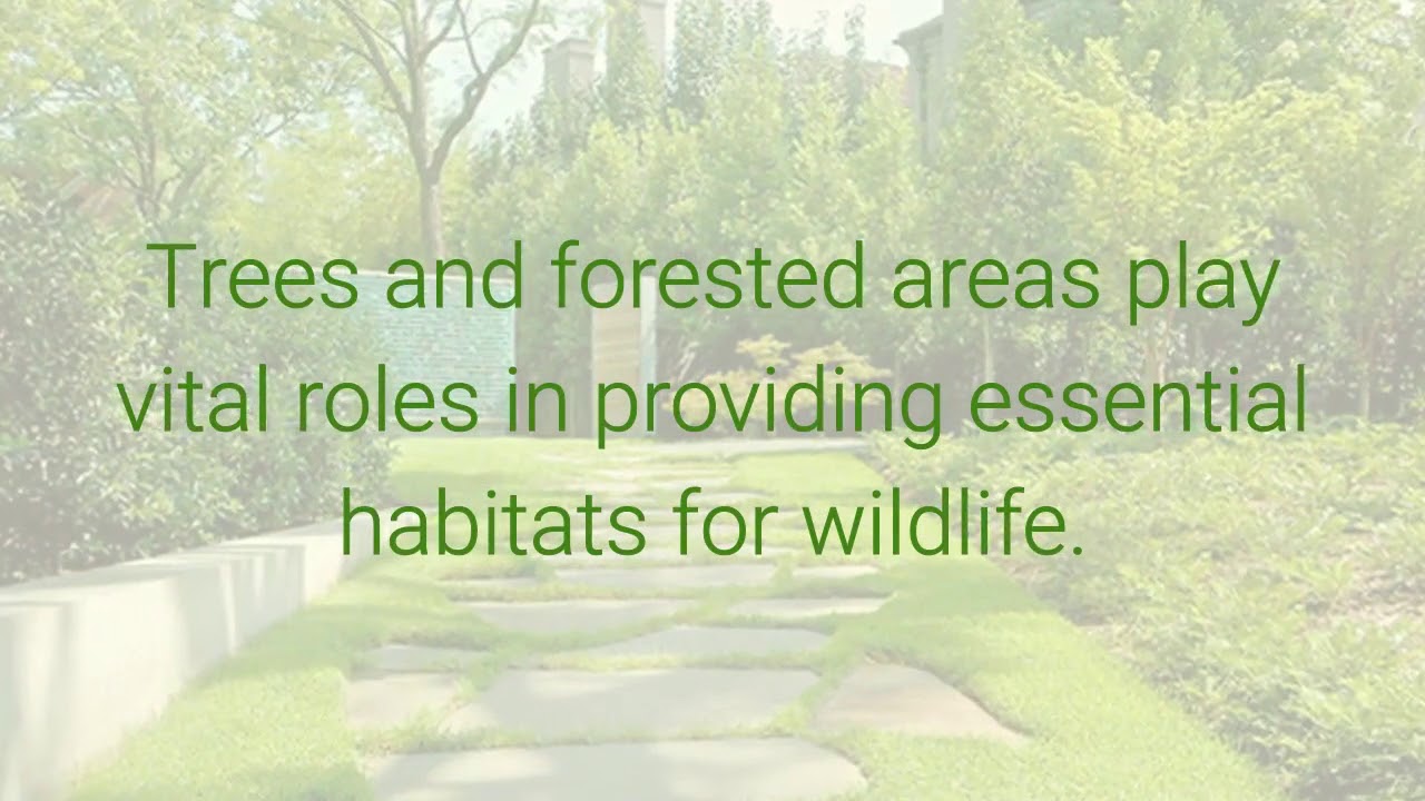 Certified Arborist Discusses How Can Trees Help The Environment And
