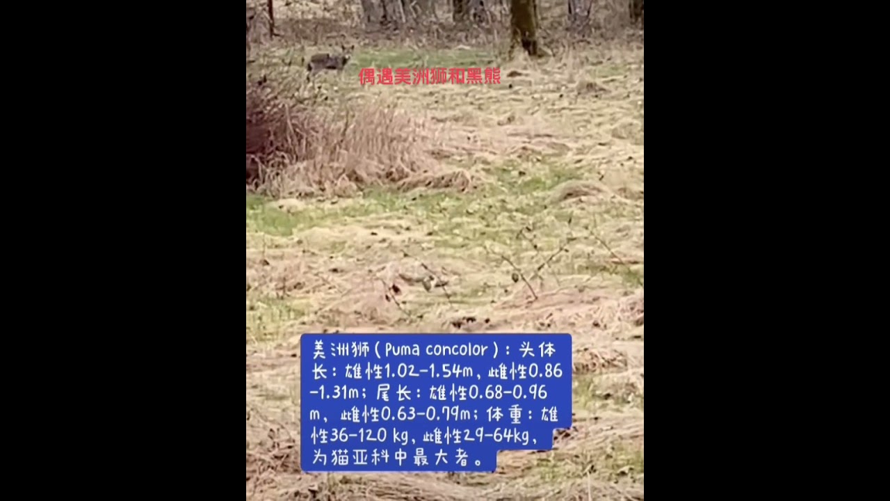 美洲狮- YouTube