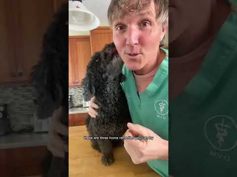 Video: Chráňte svojho psa pred zubom a chorobami ďasien