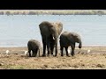 African Elephants In Liwonde National Park 28 09 25