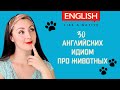 30 идиом с названиями животных – Популярные английские идиомы с переводом