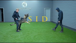 Sid the German Shepherd - Family protection Dog by Protection Dogs WorldWide 2,731 views 5 months ago 3 minutes, 15 seconds