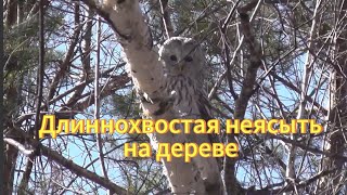 Длиннохвостая неясыть. Сова на дереве в Новосибирском дендропарке. Птицы Сибири.