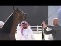 142 ABHA CAOBA AJMAN ARABIAN HORSE CHAMPIONSHIP 02 04 January 2026 