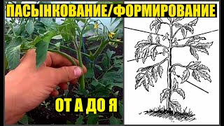 Как я пасынкую и формирую томаты / Обзор томатов