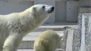 最後のひと口は楽しみながら~Polar Bear's cub that plays with a small amount of meat