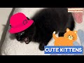 CUTE KITTENS Clips 🐾😻