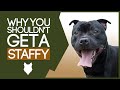 STAFFORDSHIRE BULL TERRIER! 5 Reasons You SHOULD NOT GET A Staffy!