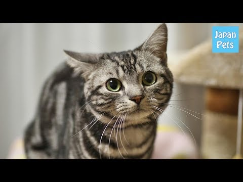 アメリカンショートヘアを今すぐ飼いたい！販売価格や性格、飼い方 - Japan Pets