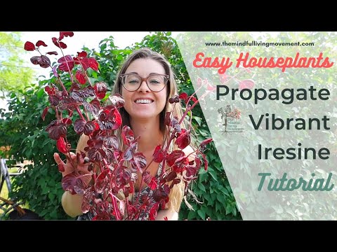 Fast Growing! Propagate Iresine Herbstii From Cuttings ~ Iresine Plant Care