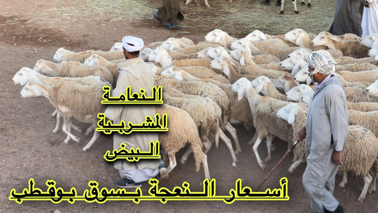 دخول النعجة بقوة إلى سوق بوقطب لولاية البيض هذا الأسبوع شاهد نعجة المشرية و نعامة و البيض 2022