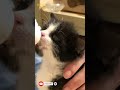 Cute Kittie Bottle Feeding Making Cute Sounds 🤗 #shorts