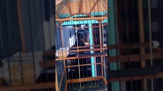 Ciblek 4 bulan belajar bren..belum mabung...