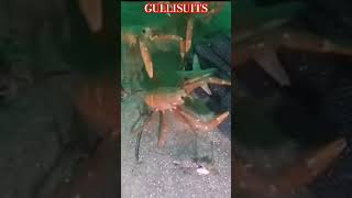 Spy crabs in real life. #Tf2 #Crabs #Spy #Teamfortress2 #Ocean  :)