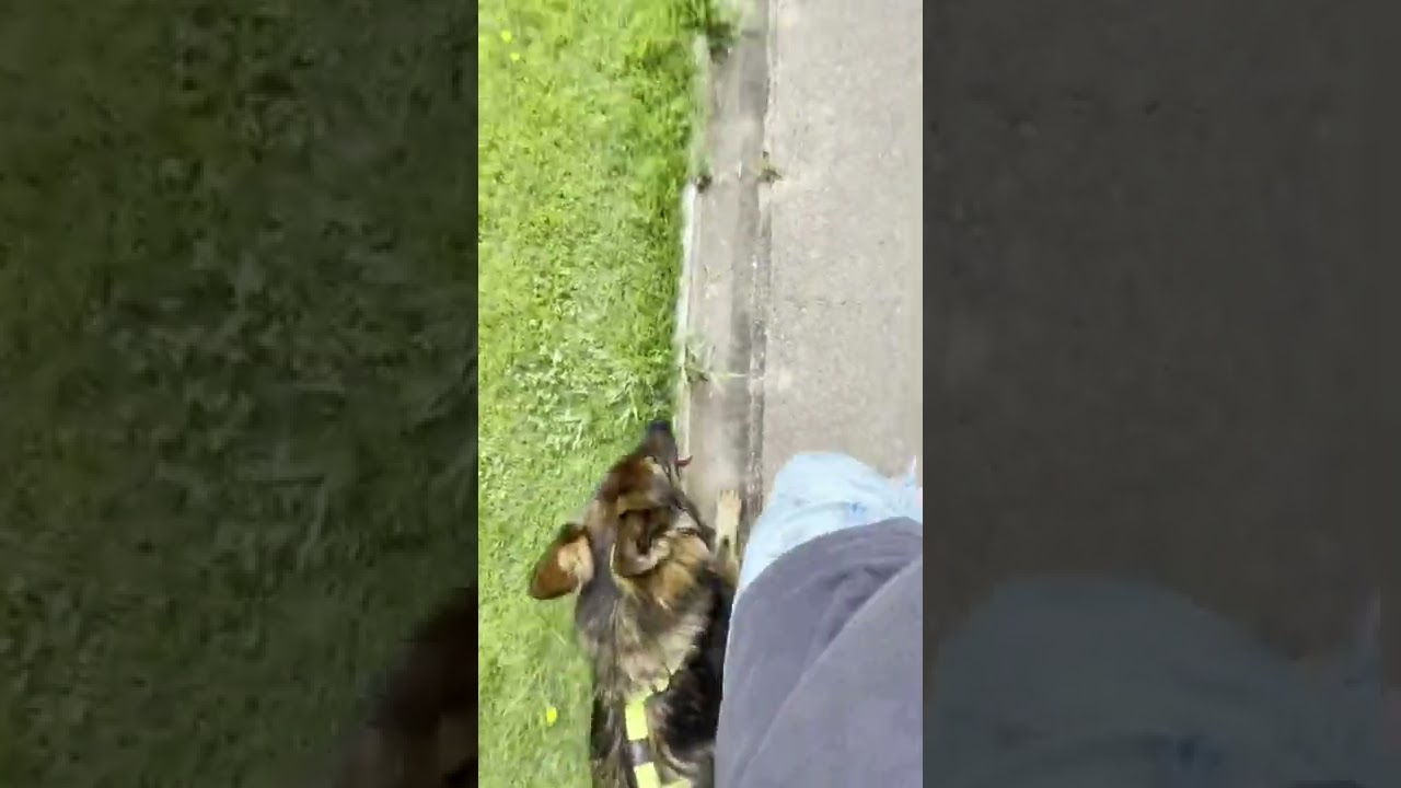 German Shepherd off leash heel demonstration and correction