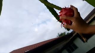 Dragon Froot Picking