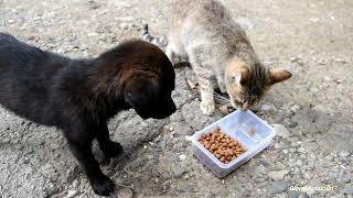 Puppy and Cats fight over food