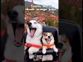 Today’s funny pets are here!