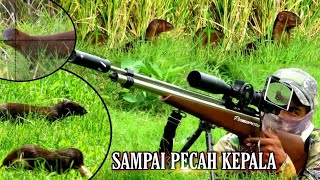 PASOPATI BIKIN ULAH LAGI,, GARANGAN SAMPAI KOCAR-KACIR screenshot 3