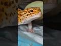 Please Tidy Up Your Room Boi 🦎 #leopardgecko #gecko #shorts