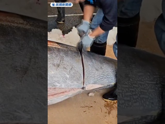 蘇澳第一鮪單價創新低 農業部為平穩魚價這樣做｜民視新聞｜