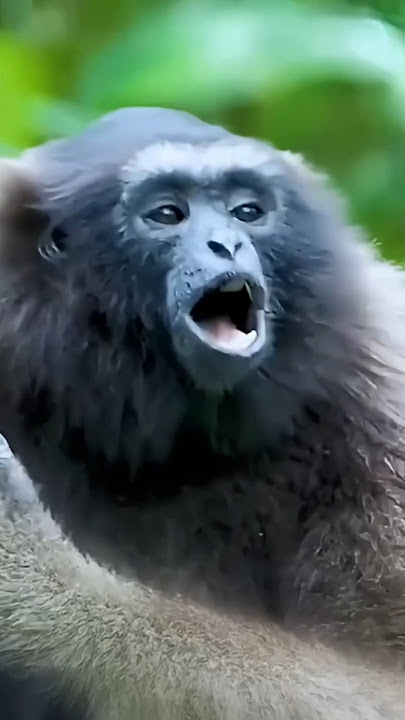 TES VOCAL DULU BOS😁 || OWA #videoshort #owa #gibbon