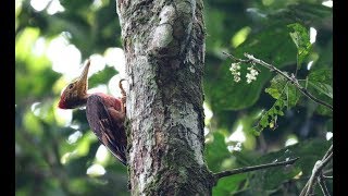 burung pelatuk kundang gacor tembakan rapat,Buff-necked Woodpecker