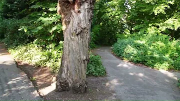 28 things to do in Medemblik, Netherlands (Medemblik tour video) Part 7