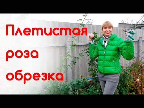 Осенняя обрезка плетистых роз (клаймберы)