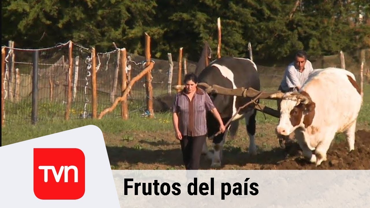 Linlín | Frutos del país