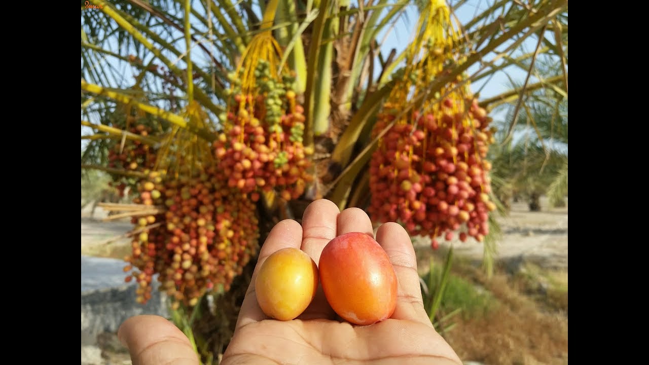 النخيل العمليات الزراعية التشذيب و التكريب والتسميد والري Palm Dates Tree Youtube