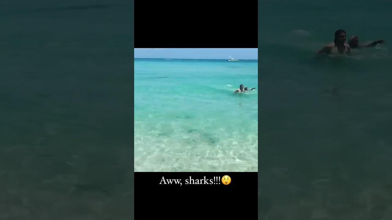 Miami Beach shark attack caught on camera.
