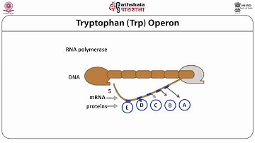 TRP Operon (ZOO)