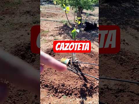 Cómo hacer Cazoleta a un árbol frutal #arbolesfrutales #arbolfrutal #cazoleta #breva #trucoshuerto