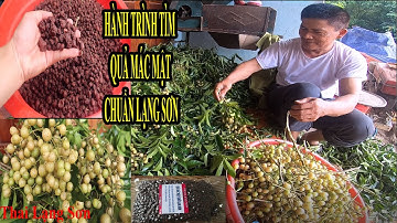 Quả Mác Mật Lạng Sơn Hành Trình Vào Bản Tìm Mua Quả Mác Mật Chuẩn Thơm Ngon Để Làm Gia Vị Đồ Quay