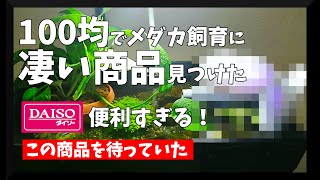 メダカ飼育にダイソーが革命か！？100均で凄いアイテム見つけた！お買い得すぎて即購入！【Japanese Medaka】