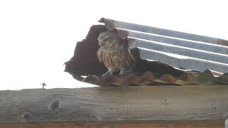 Little Owl, Обыкновенный Домовый Сыч, Ευρωπαϊκή Κουκουβάγια, Athene noctua