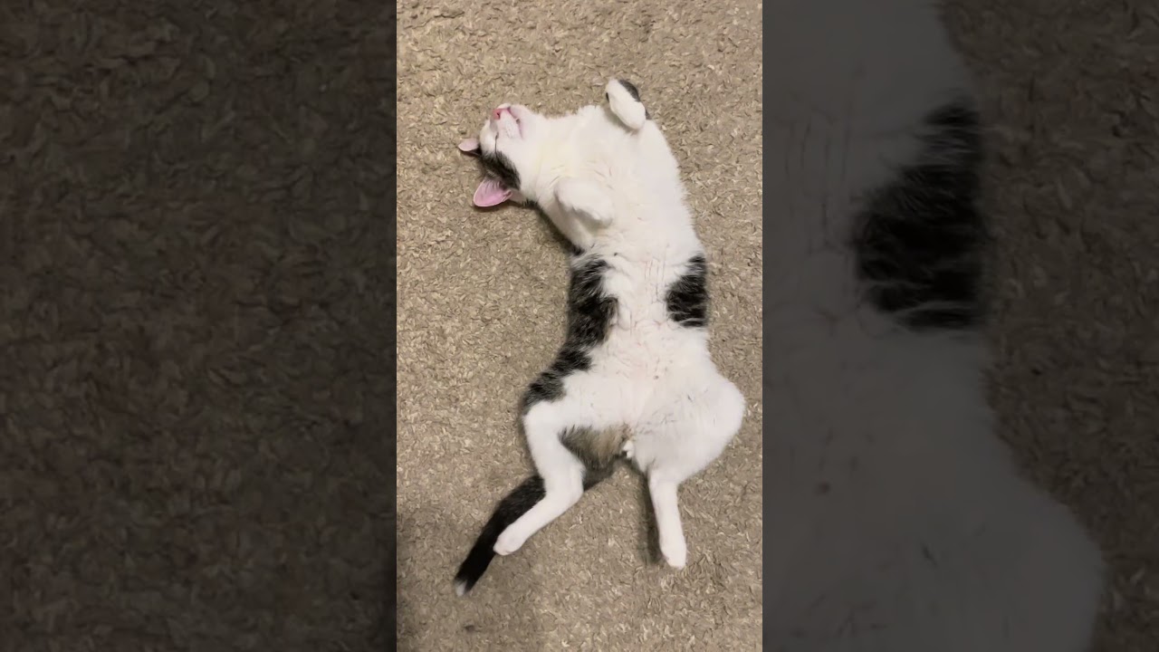 До конца 🤣 вот так интересен снег ❄️😺 